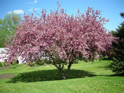 dwarf crabapple trees - dwarf weeping flowering crabapple tree.